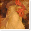 Galway Country Chickens
